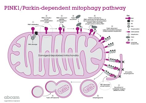 parkinvia|More.